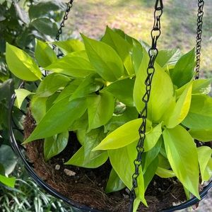 Neon Pothos Cutting